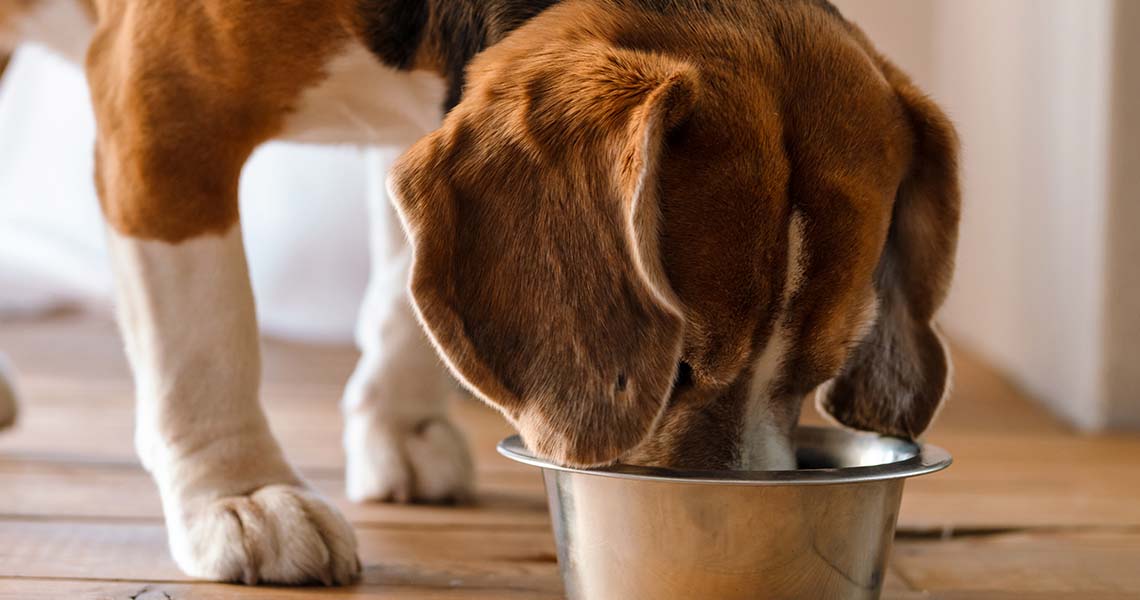 visceras na alimentação de caes