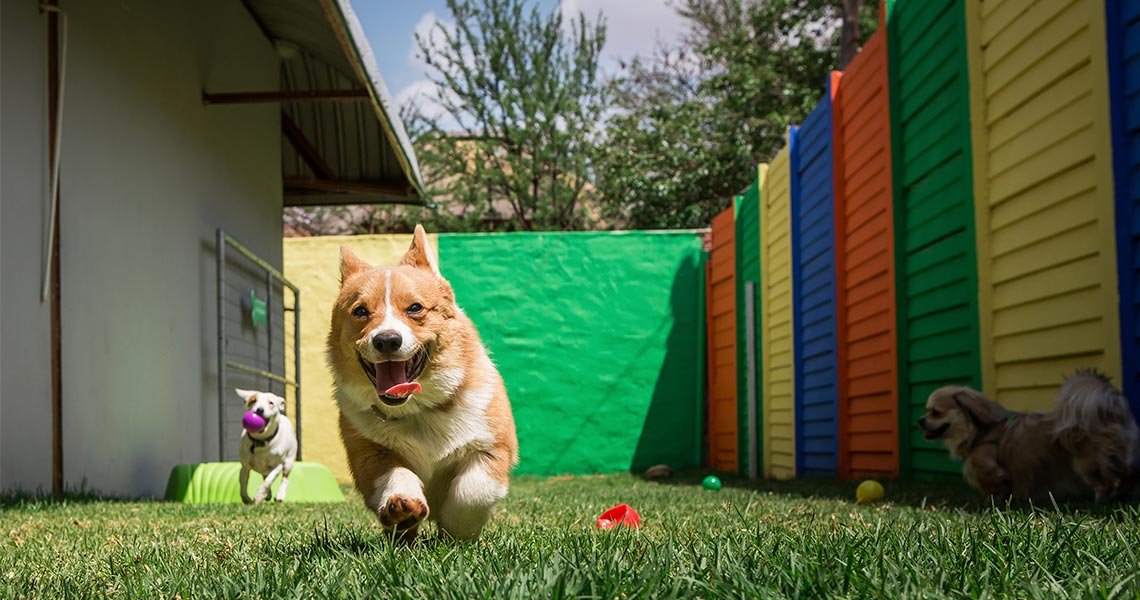 aplicativos para brincar com cachorro