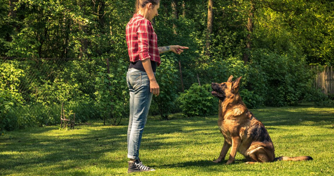 adestramento básico de cachorro