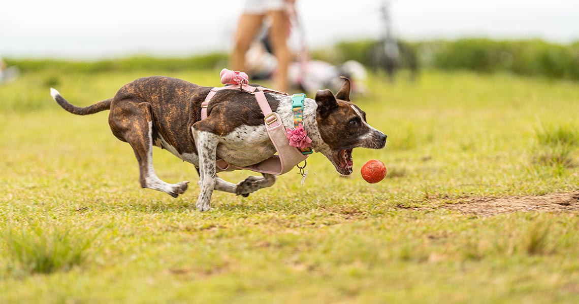 brincadeiras com cachorro
