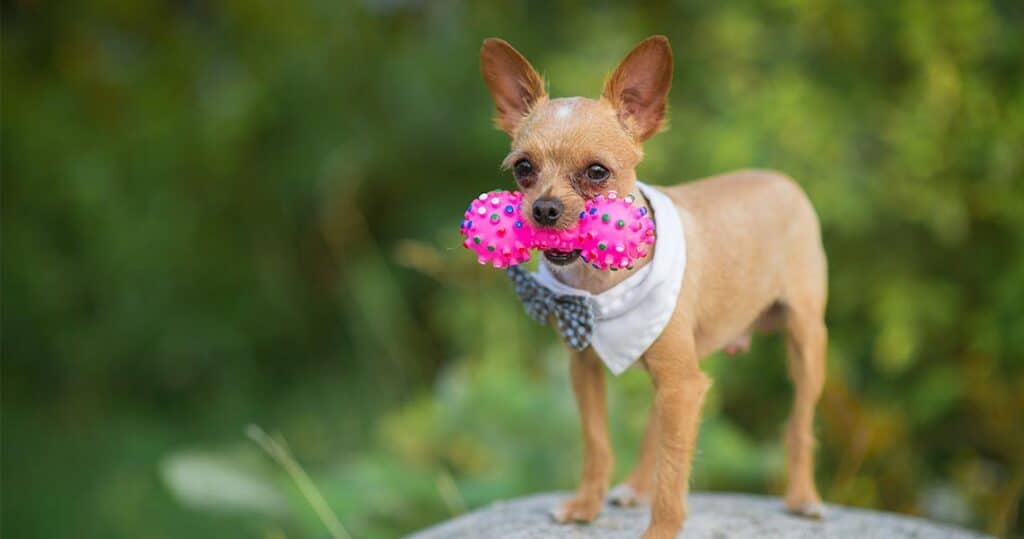 Chihuahua