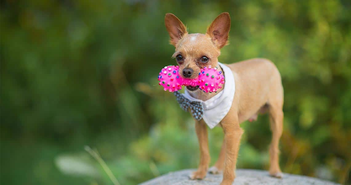Chihuahua