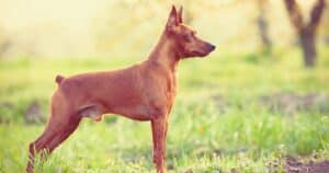 Pinscher